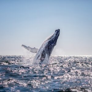 Whale Watching Virtual Guided Tour