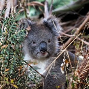 eco-discovery-virtual-tour-revealing-the-secrets-of-our-native-creatures