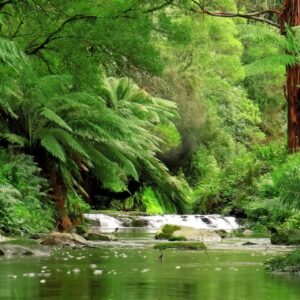 Enchanted Wilderness: Virtual Exploration of Rainforests and National Parks