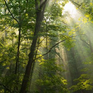 serenity-in-nature-a-virtual-forest-bathing-breathing-experience