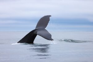 the-benefits-of-whale-watching