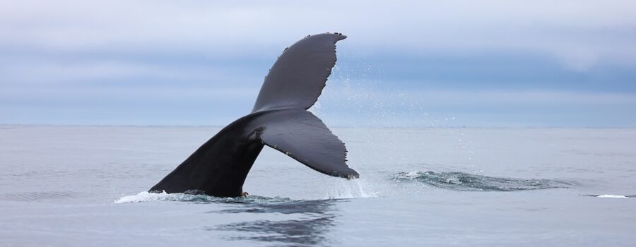 the-benefits-of-whale-watching