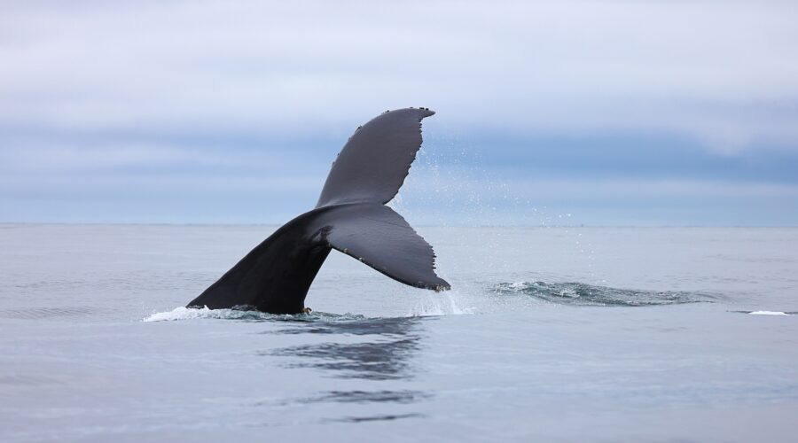the-benefits-of-whale-watching