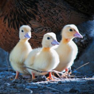 virtual-farmstay-a-journey-into-the-heart-of-country-living