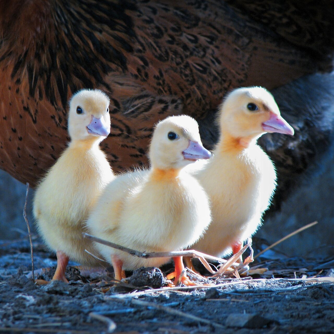 virtual-farmstay-a-journey-into-the-heart-of-country-living